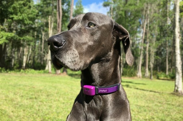 this smart collar could be warning you about dog s seizures via app
