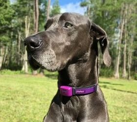 this smart collar could be warning you about dogs seizures via app
