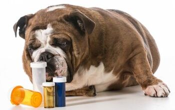 What Should You Do With Unused Pet Pharmaceuticals and Care Products?