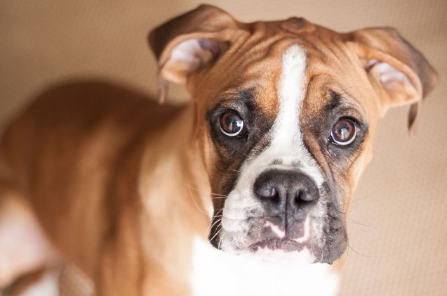 understanding testicular and ovotesticular disorder in dogs