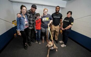 Singer Brantley Gilbert Partners With Pedigree To Give Vets Companion 