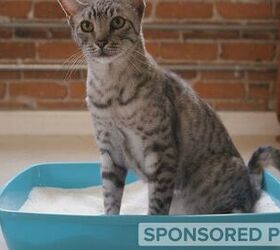 How to Solve the 7 Most Common Kitty Litter Problems