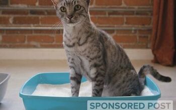 How to Solve the 7 Most Common Kitty Litter Problems