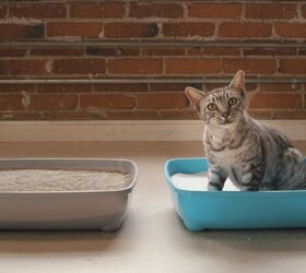 how to solve the 7 most common kitty litter problems