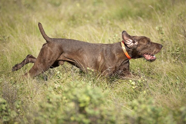 Pudelpointer Dog Breed Information and Pictures - PetGuide | PetGuide