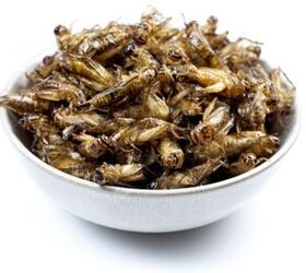 Don’t Bug Out, But This Company Wants You To Feed Your Pet Insects