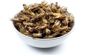 Don’t Bug Out, But This Company Wants You To Feed Your Pet Insects