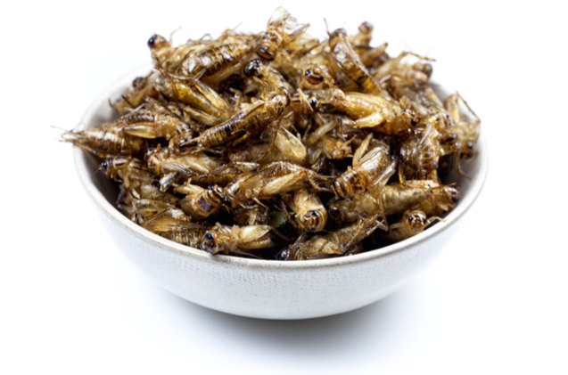 dont bug out but this company wants you to feed your pet insects