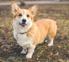 Meet Susan, the Queen's First Corgi. Most of Her Dogs Descended
