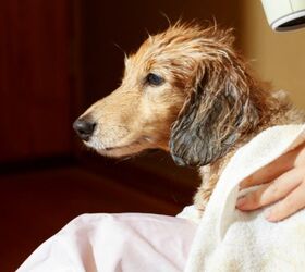 Recent Deaths Spur New Jersey Lawmakers To Regulate Pet Grooming Indus