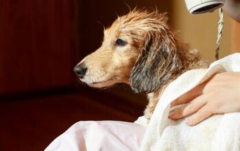 Recent Deaths Spur New Jersey Lawmakers To Regulate Pet Grooming Indus
