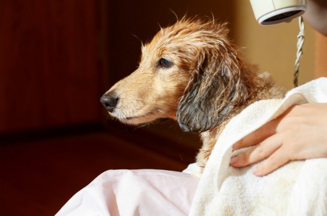 recent deaths spur new jersey lawmakers to regulate pet grooming indus