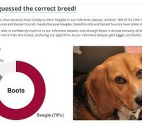 scientists want your help choosing dog breeds by looks alone