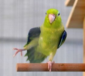 Parrotlet on sale