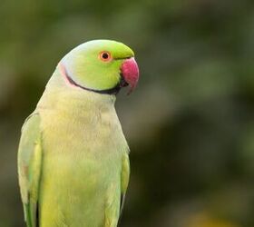 Forest The Indian Ring Neck Parrot