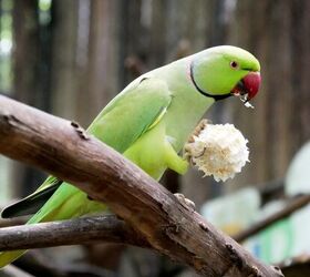 Ring-Necked Parakeets: Indian vs. African Comparison - Everything Birds  Online