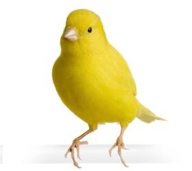border fancy canary