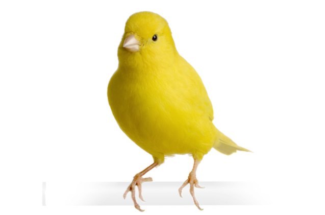border fancy canary