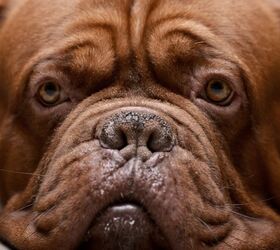 Top 10 Dog Breeds With the Strongest Bite