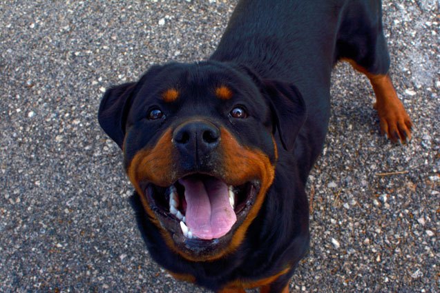 top 10 dog breeds with the strongest bite