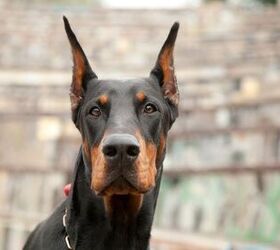top 10 dog breeds with the strongest bite