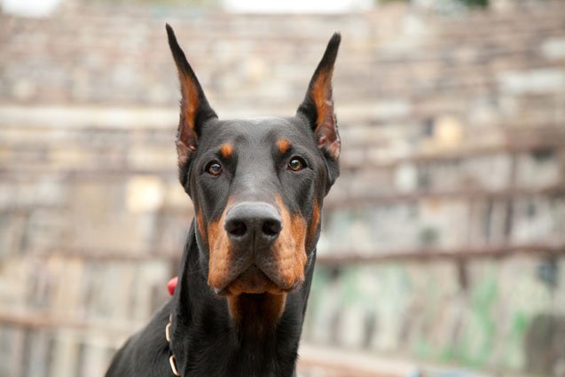 Top 10 Dog Breeds With the Strongest Bite | PetGuide