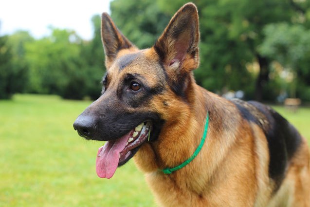 Top 10 Dog Breeds With the Strongest Bite | PetGuide Top 10 Dog Breeds With the Strongest Bite | PetGuide