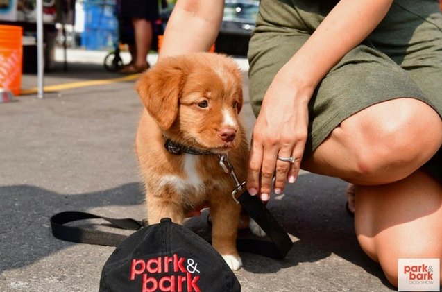 toronto s park bark pop up dog show is a treat for pawrents