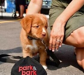 torontos park bark pop up dog show is a treat for pawrents
