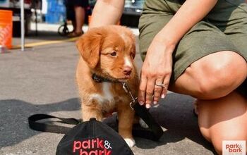 Toronto’s Park &#038; Bark Pop-Up Dog Show Is a Treat for Pawrents