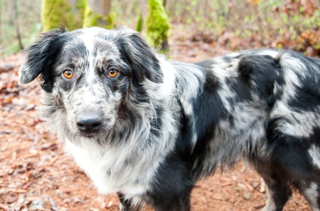 Small Australian Shepherd Cross Breeds Australian Shepherd And