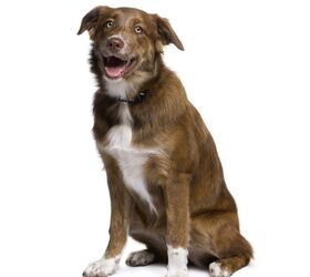 Aussie clearance retriever mix