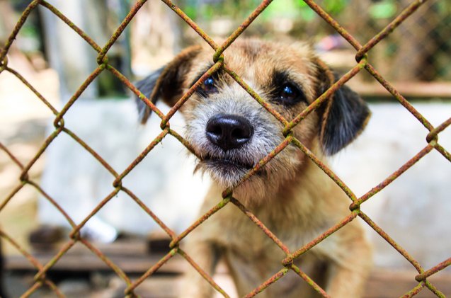 florida s new law prevents animal abusers from having pets ever again