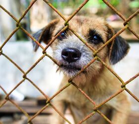 Florida’s New Law Prevents Animal Abusers From Having Pets Ever Agai
