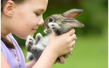 Study: Childhood Pets May Affect Decisions To Live Vegetarian Lifestyl