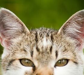 How to Tell If Your Cat Has an Ear Problem