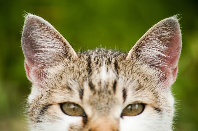 how to tell if your cat has an ear problem