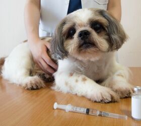 morris animal foundation awards 775 000 to test vaccine for bone tumo