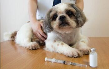 Morris Animal Foundation Awards $775,000 to Test Vaccine for Bone Tumo