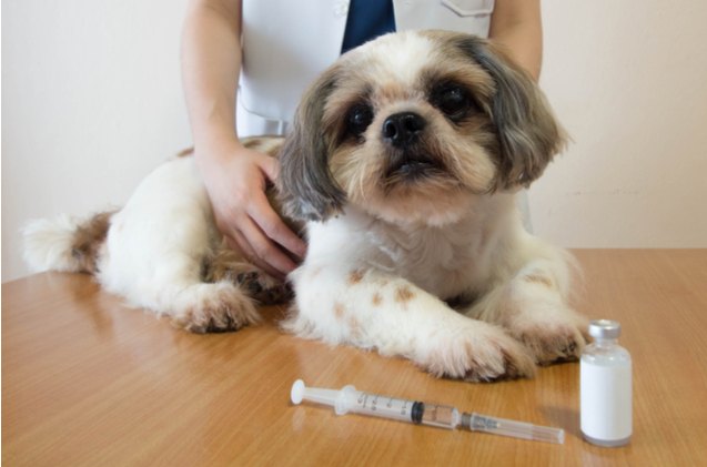 morris animal foundation awards 775 000 to test vaccine for bone tumors in dogs