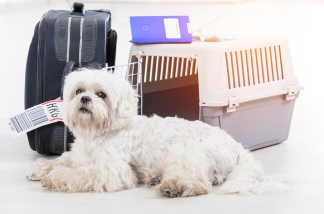 Alaska airlines service dog policy Clearance