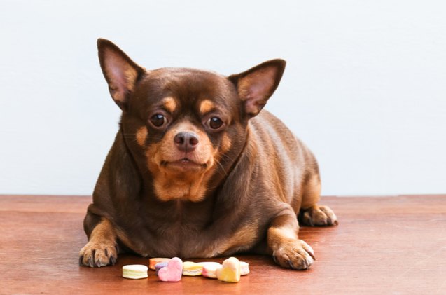 pet insurers are refusing payouts for pets deemed to be fat