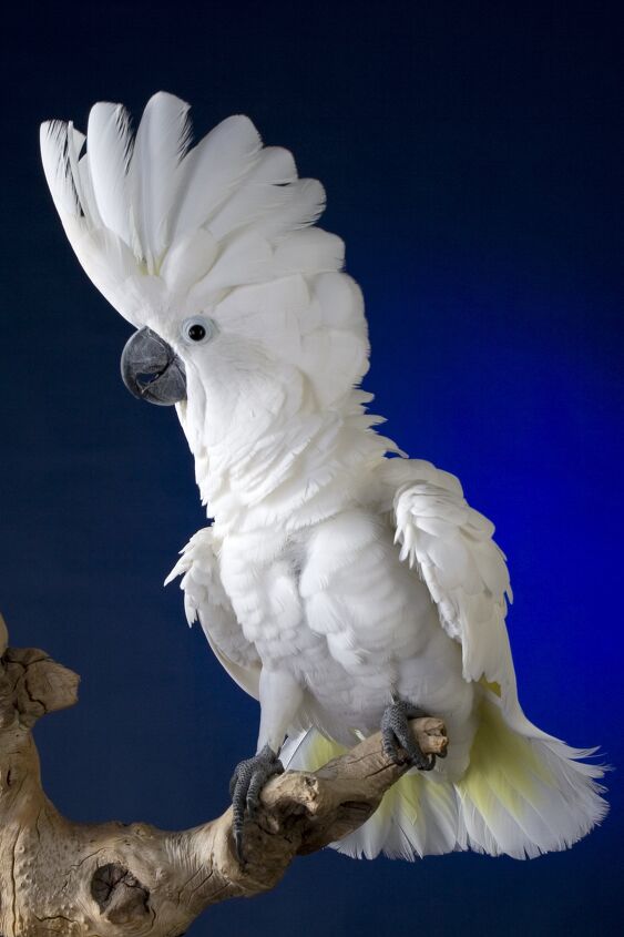 Umbrella Cockatoo Health Personality Colors Sounds And Habitat Umbrella Cockatoo Health Personality Colors Sounds And Habitat