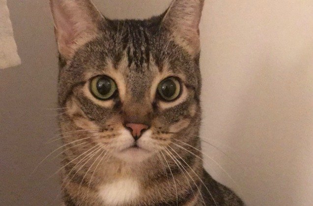 woman leaves for china while her cat is still missing at airport