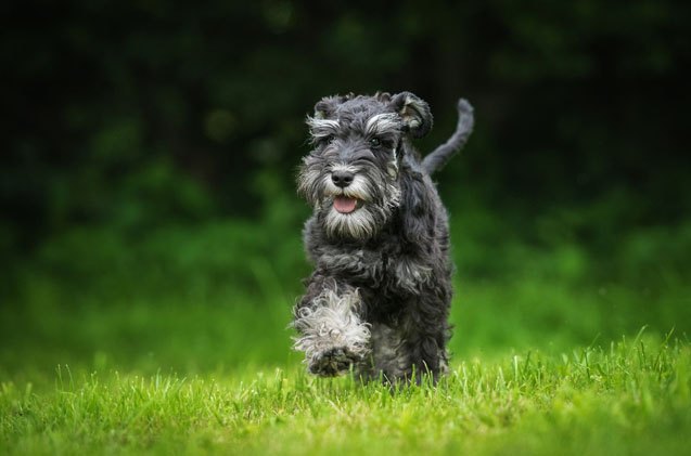 what is ventral comedo syndrome in dogs