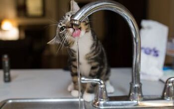 Experts Reveal Why Cats Love Drinking From the Sink