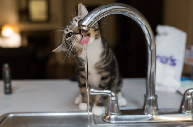 experts reveal why cats love drinking from the sink