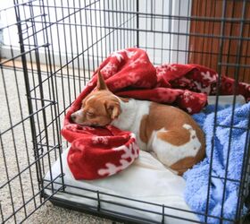 Pets of the Homeless Provide Free Sleeping Crates for Furbabies in Hom