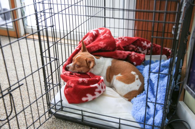 pets of the homeless provide free sleeping crates for furbabies in hom