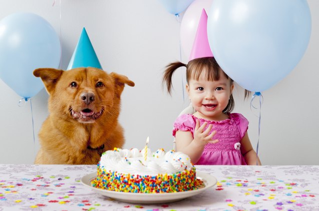 is one human year equal to 7 canine years debunking the dog age myth